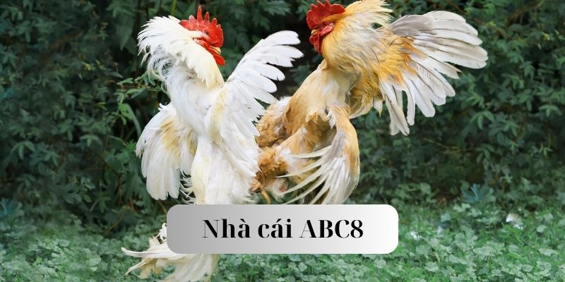 Học hỏi kinh nghiệm cược đá gà c1 thomo